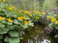 Caltha palustris