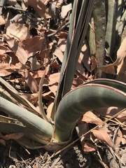 Sansevieria aethiopica