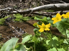 Caltha palustris