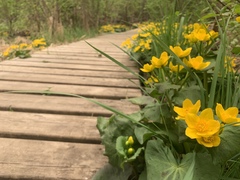 Caltha palustris