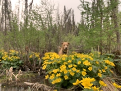Caltha palustris