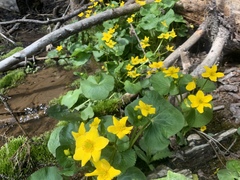 Caltha palustris