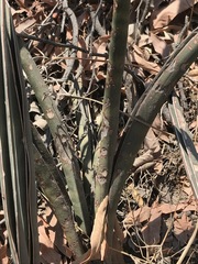 Sansevieria aethiopica