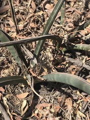 Sansevieria aethiopica