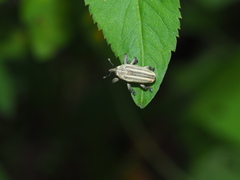 Sternuchopsis waltoni