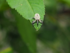 Sternuchopsis waltoni