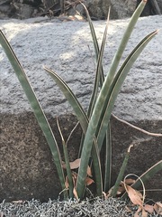 Sansevieria aethiopica