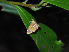 Paracymoriza cataclystalis