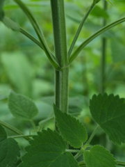Agastache scrophulariifolia
