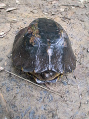Notochelys platynota