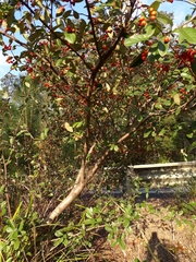 Cotoneaster glaucophyllus