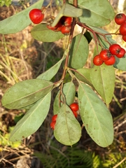 Cotoneaster glaucophyllus