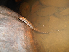 Tropidophorus beccarii