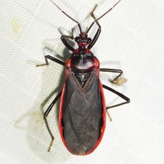 Rhiginia cinctiventris