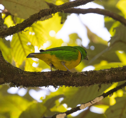 Blue-crowned Chlorophonia (Chlorophonia occipitalis), photo 9