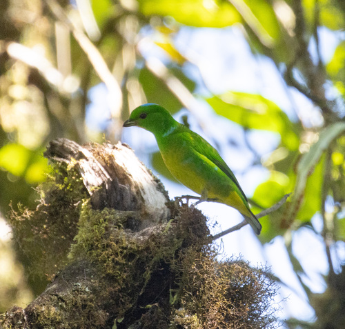 Blue-crowned Chlorophonia (Chlorophonia occipitalis), photo 9