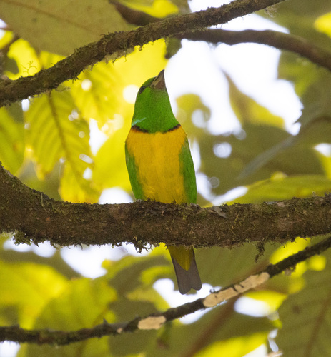 Blue-crowned Chlorophonia (Chlorophonia occipitalis), photo 10