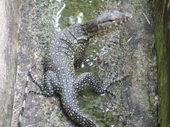 Varanus salvator macromaculatus