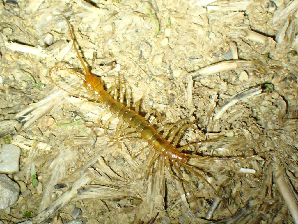 Eupolybothrus longicornis