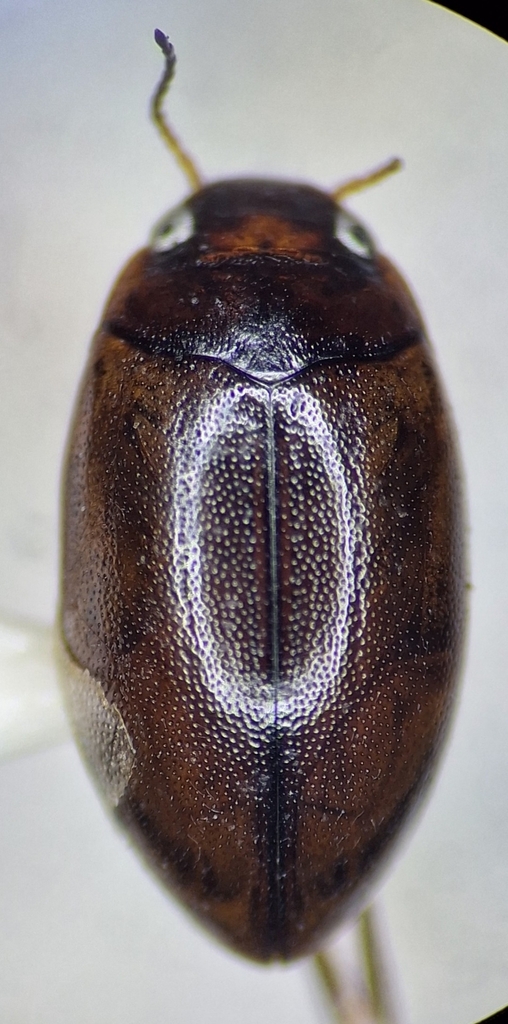 Hygrotus marklini