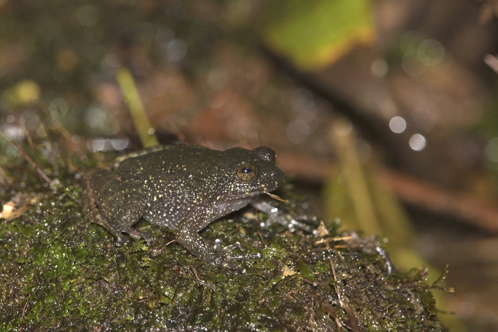 Sao Paulo Button Frog