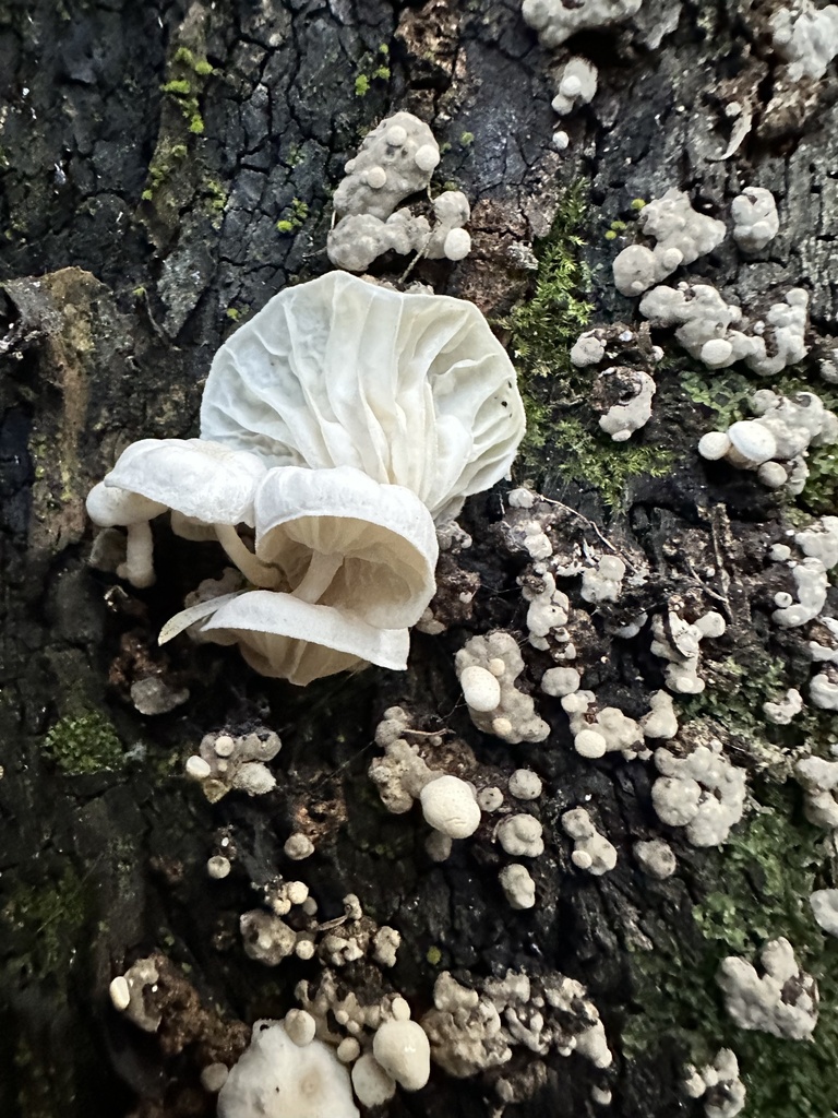 Marasmiellus candidus · March 2025 · photo: © katfern (iNaturalist, cc0)