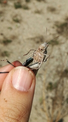 Orthoptera