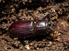 Aulacocyclus edentulus