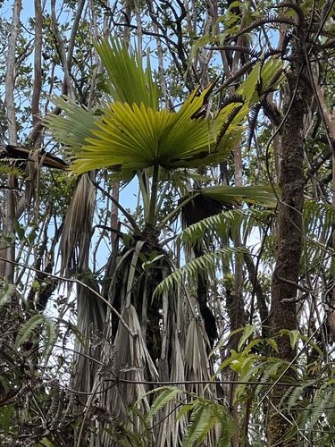 Pritchardia beccariana