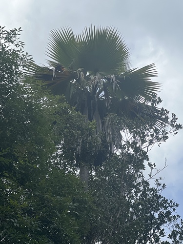 Pritchardia beccariana observed 2025-03-30