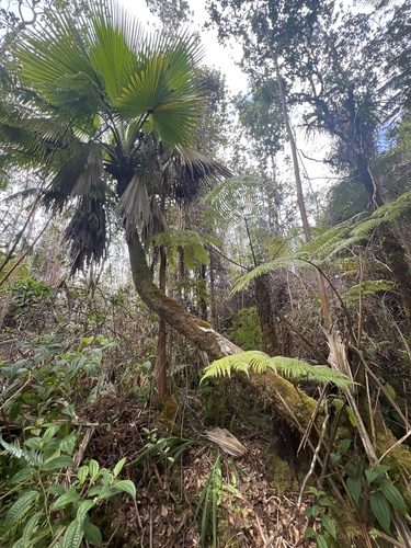 Pritchardia beccariana observed 2025-03-30