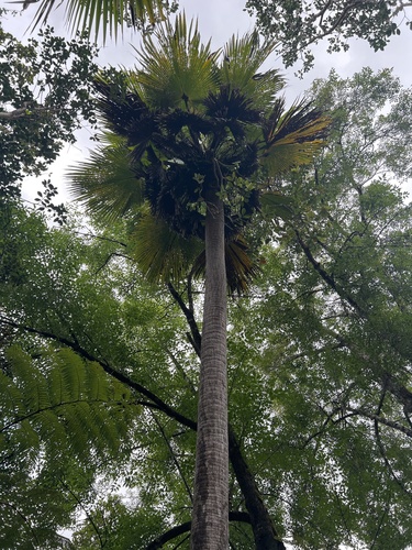 Pritchardia beccariana observed 2025-03-30