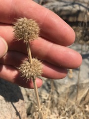 Leonotis nepetifolia nepetifolia