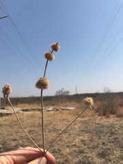 Leonotis nepetifolia nepetifolia