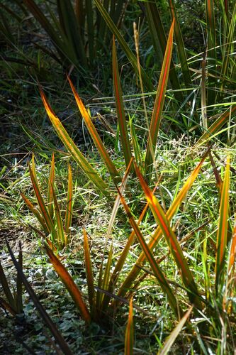 Image of Libertia peregrinans by (c) John Barkla, some rights reserved (CC BY)