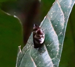 Flos fulgida singhapura