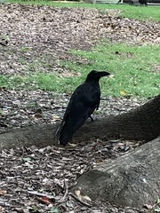 Corvus macrorhynchos japonensis