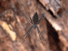Argiope ocyaloides