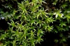 Bryoerythrophyllum recurvirostrum