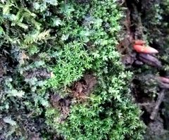 Bryoerythrophyllum recurvirostrum
