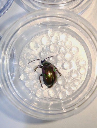 Gallerucida gloriosa