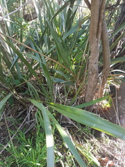 Phormium tenax