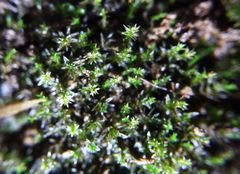 Vinealobryum nicholsonii