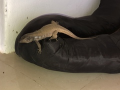 Gallotia galloti galloti