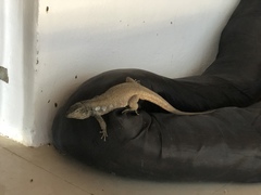 Gallotia galloti galloti