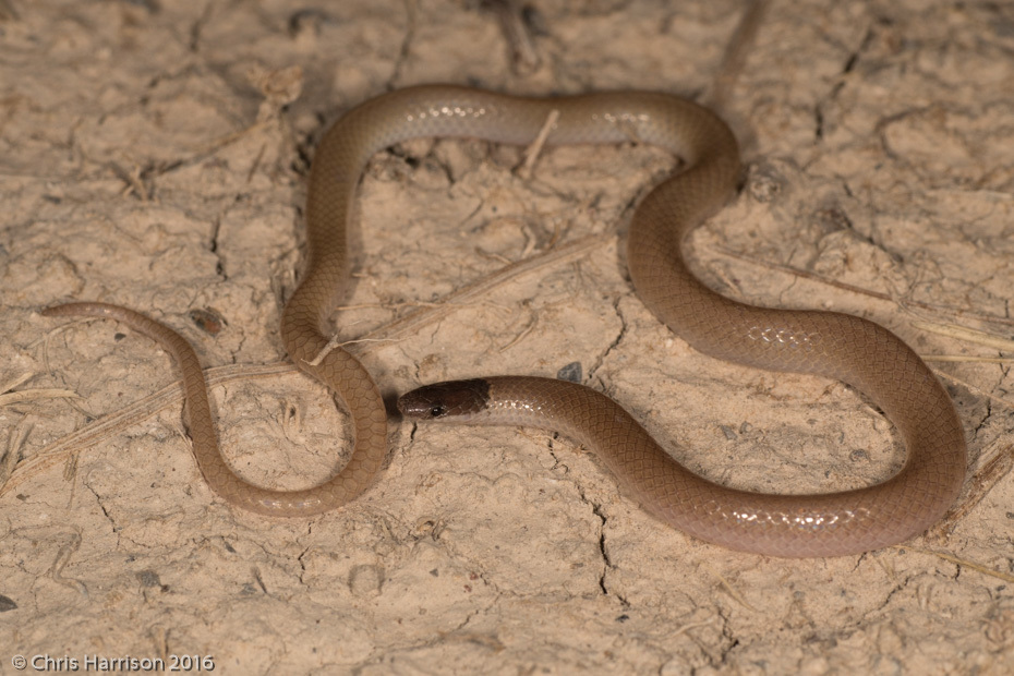 Mexican Black-Headed Snake