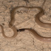 Mexican Black-headed Snake - Photo (c) Chris Harrison, some rights reserved (CC BY-NC), uploaded by Chris Harrison