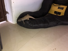 Gallotia galloti galloti