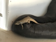 Gallotia galloti galloti