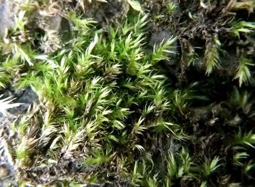 Brachytheciastrum velutinum